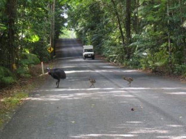 Daintree Deep Forest Lodge Cape Tribulation Dış mekan fotoğraf